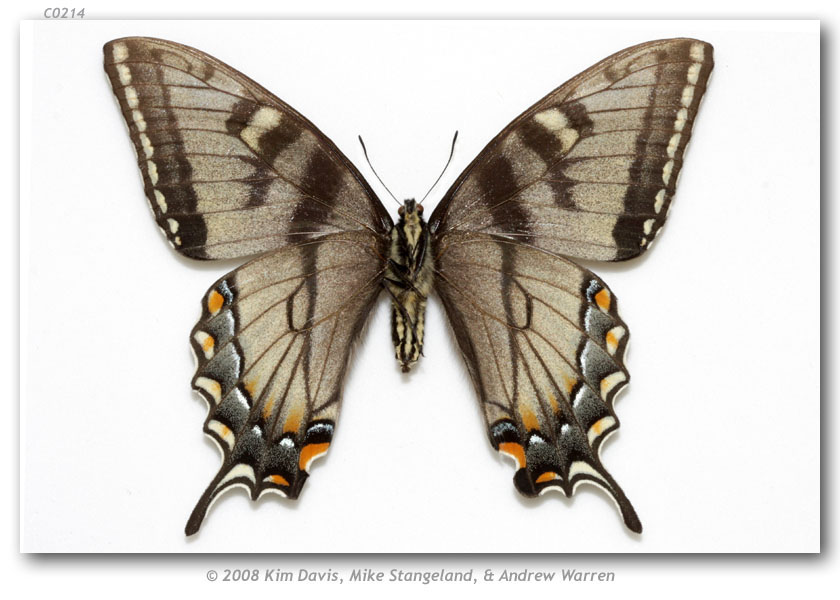 Papilio appalachiensis female (verso, E.fork Glady River, Rand Co., WV, 6-18-1984) (Internet Image property of respective owner, non-commercial use only)